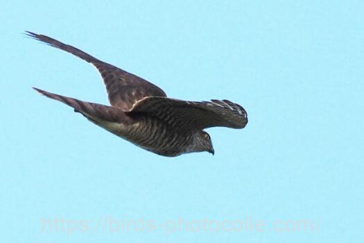 ハイタカ　2023.11.11