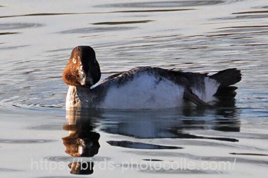 ホオジロガモ　2025.01.21