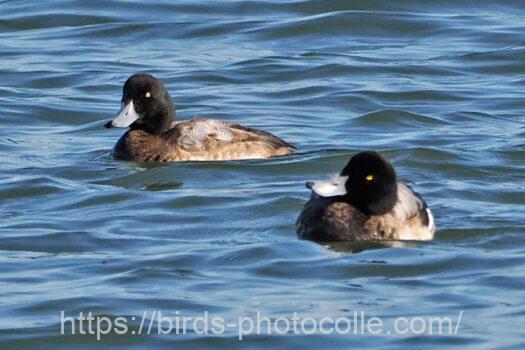 スズガモ　2025.01.17