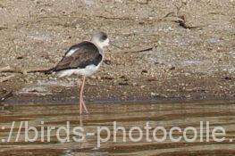 セイタカシギ　2025.11.24