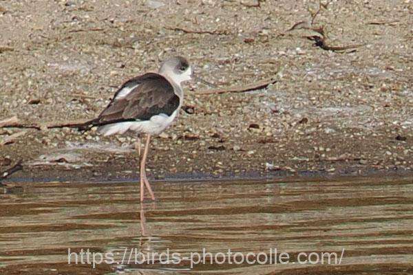 セイタカシギ　2025.11.24