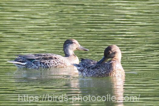 コガモ　2024.09.12