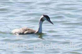 カンムリカイツブリ　2025.10.17