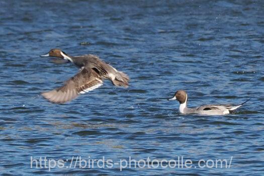 オナガガモ　2024.02.26