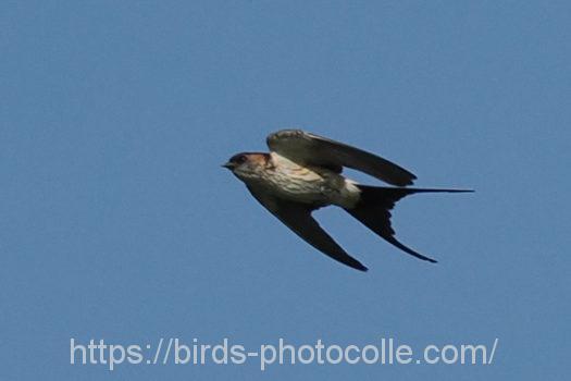 コシアカツバメ220802