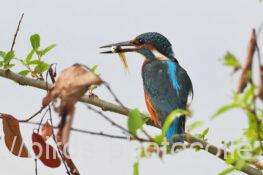 カワセミ　2025.10.03