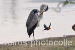 カワセミ　2025.10.14