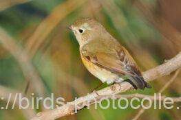 ルリビタキ♀　2026.01.06