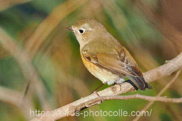 ルリビタキ♀　2026.01.06