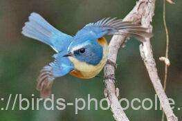 ルリビタキ　2026.01.10