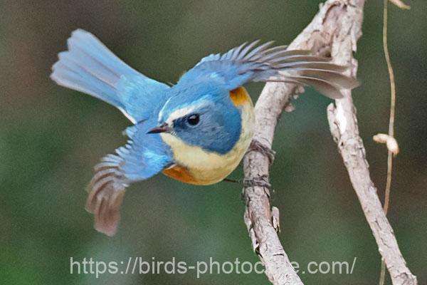 ルリビタキ　2026.01.10