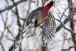 アカゲラ　2026.02.10