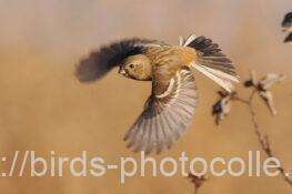 ベニマシコ♀　2025.12.09