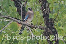 カケス　2025.10.07