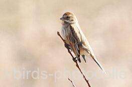 オオジュリン　2026.02.13