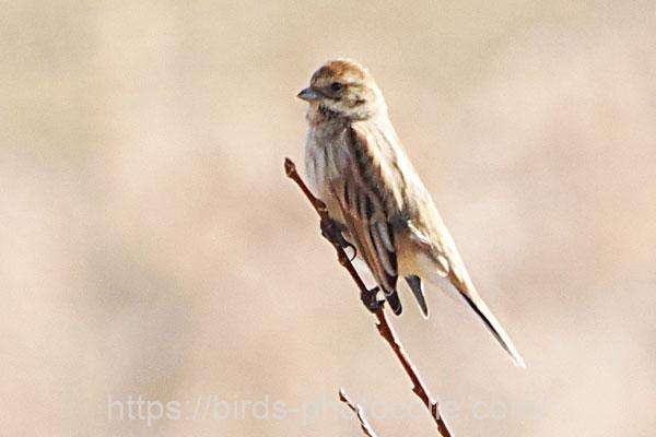 オオジュリン　2026.02.13