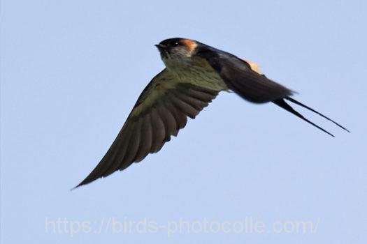 コシアカツバメ220601