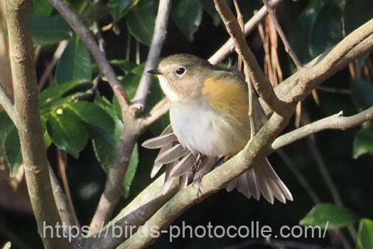 ルリビタキ　2024.03.08