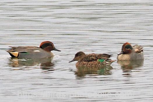 コガモ　2024.01.18