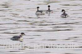 4羽観察ハジロカイツブリ　2025.11.27