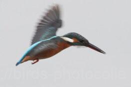 カワセミ　2025.12.30