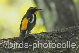 キビタキ 2024.04.19