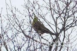 難あり　アオバト　2026.01.29