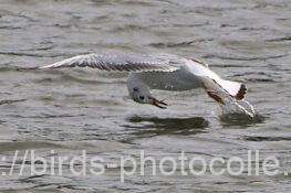 ユリカモメ　2025.11.19