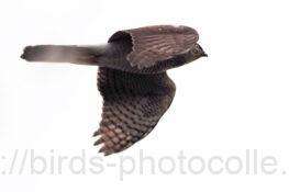 ハイタカ　2026.01.05