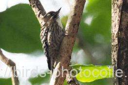 コゲラ　2026.01.19