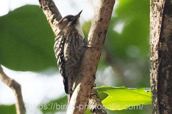 コゲラ 2026.01.19