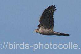 ハイタカ　2026.02.14