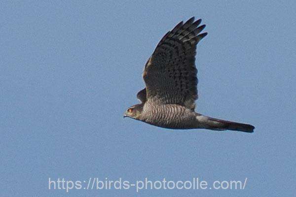 ハイタカ　2026.02.14