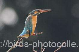 カワセミ　2026.02.11