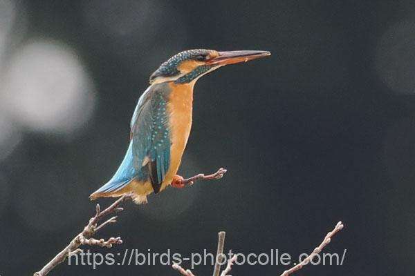 カワセミ　2026.02.11