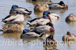 マガモ　2026.03.04