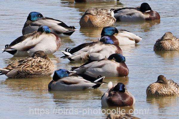 マガモ　2026.03.04