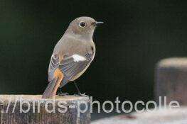 ジョウビタキ　2025.10.24