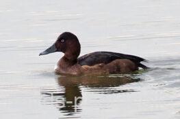 メジロガモ　2023.11.30