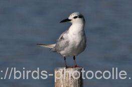 クロハラアジサシ　2025.11.16