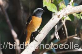 ジョウビタキ 2025.03.01