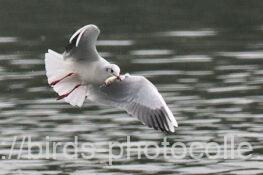 嘴と足は赤く顔に黒斑がある・・ユリカモメ　2024.11.14