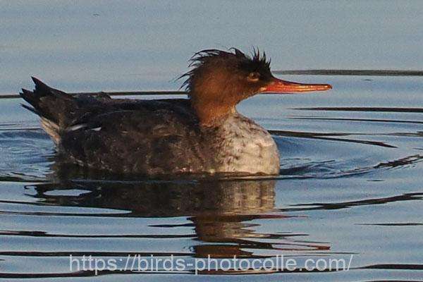ウミアイサ　2026.02.02