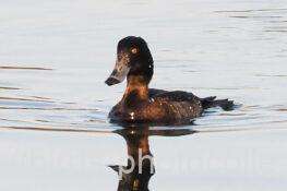 キンクロハジロ　2026.01.26