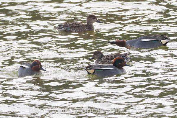 コガモ　2026.02.23