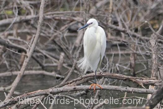 コサギ　2024.04.20