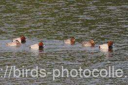 ホシハジロ　2025.11.19