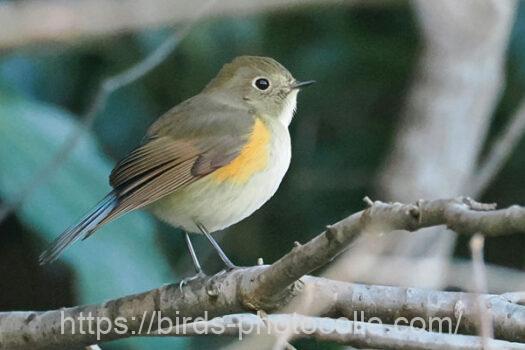 ルリビタキ　2023.12.19