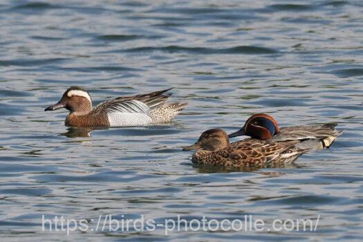 （左）シマアジとコガモ　2024.04.17