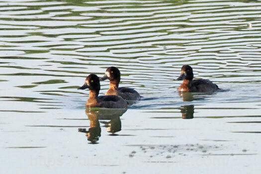 スズガモ221021-1